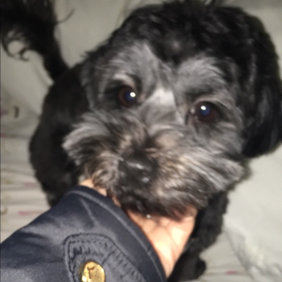 Meet your Posher, Sofia - Picture 1 of 1